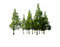 Forest High Quality PNG