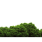 Forest PNG File