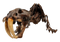 Fossils PNG Clipart