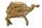 Fossils PNG HD Image