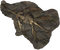 Fossils PNG Pic