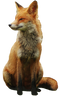 Fox PNG 12