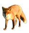 Fox PNG 3