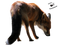 Fox PNG 4