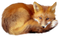 Fox PNG 5