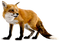 Fox PNG 6