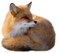 Fox PNG 7