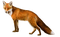 Fox PNG 8