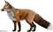 Fox PNG