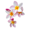 Frangipani Flower PNG Image