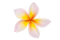 Frangipani Flower PNG Picture