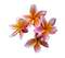 Frangipani PNG Clipart