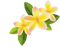 Frangipani PNG File