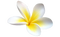 Frangipani PNG Free Download