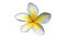 Frangipani PNG Free Image