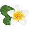 Frangipani PNG HD Image