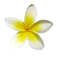 Frangipani PNG Image