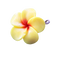 Frangipani PNG Pic