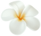 Frangipani PNG