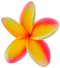 Frangipani Transparent