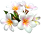 Frangipani