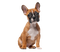 French Bulldog PNG Clipart