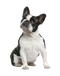 French Bulldog PNG Free Image