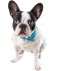 French Bulldog PNG Image