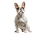 French Bulldog PNG Picture