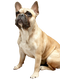 French Bulldog PNG