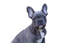 French Bulldog Puppy PNG Download Image