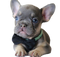 French Bulldog Puppy PNG File