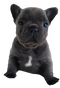 French Bulldog Puppy PNG Free Download