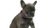 French Bulldog Puppy PNG Free Image