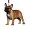 French Bulldog Puppy PNG HD Image