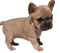 French Bulldog Puppy PNG Images