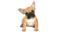 French Bulldog Puppy PNG