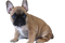 French Bulldog Puppy Transparent