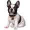 French Bulldog Transparent