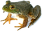 Frog PNG 2