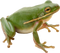 Frog PNG 3