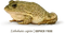 Frog PNG 7