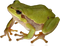 Frog PNG 9