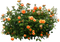 Garden PNG Image HD