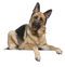 German Shepherd Dog PNG Clipart