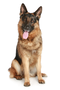 German Shepherd Dog PNG Download Image