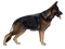 German Shepherd Dog PNG File Download Free