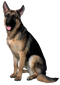 German Shepherd Dog PNG File