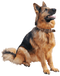 German Shepherd Dog PNG Free Download