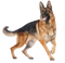 German Shepherd Dog PNG Free Image